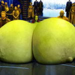 Zo.Sa. as Gamora room size tits and giant pregnant belly